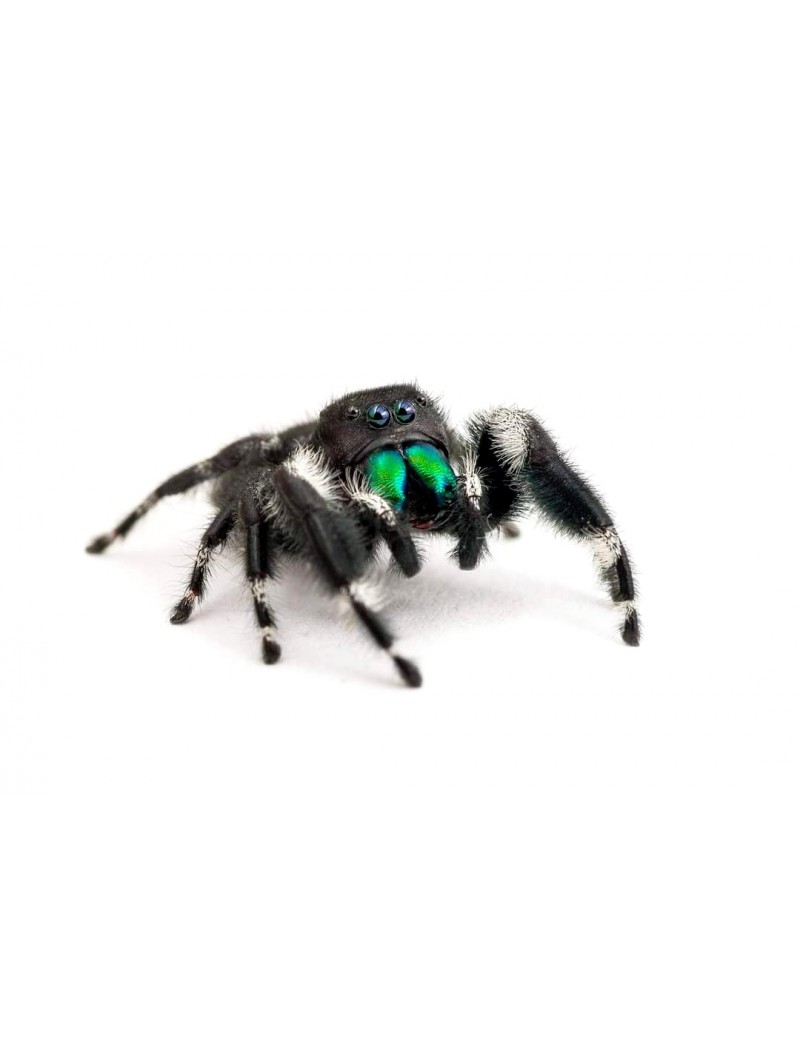 Phidippus audax