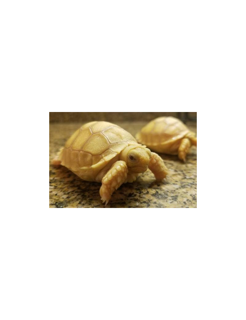 Centrochelys Sulcata IVORY