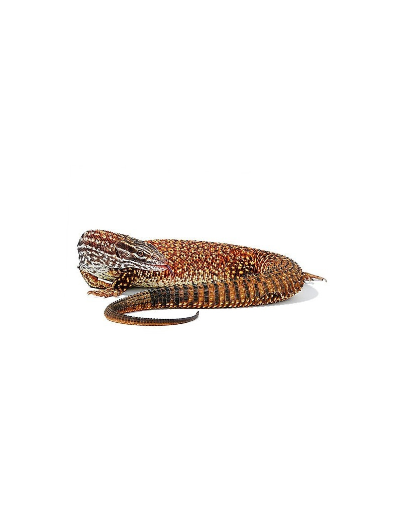 Varanus acanthurus red ackie