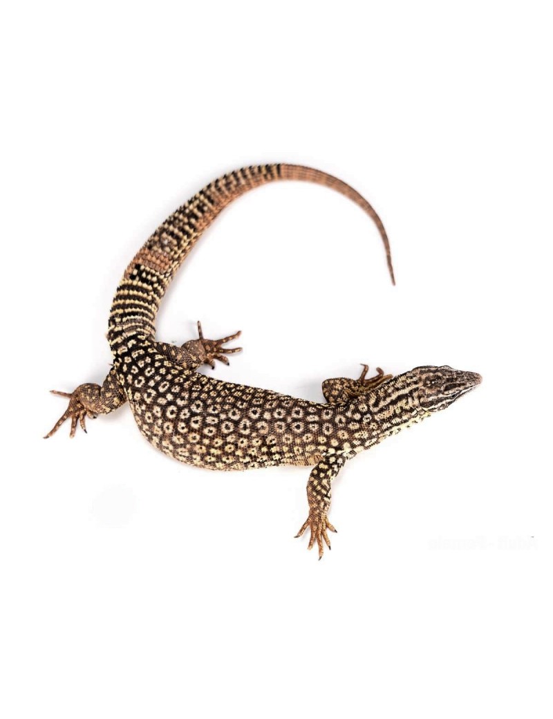 Varanus acanthurus