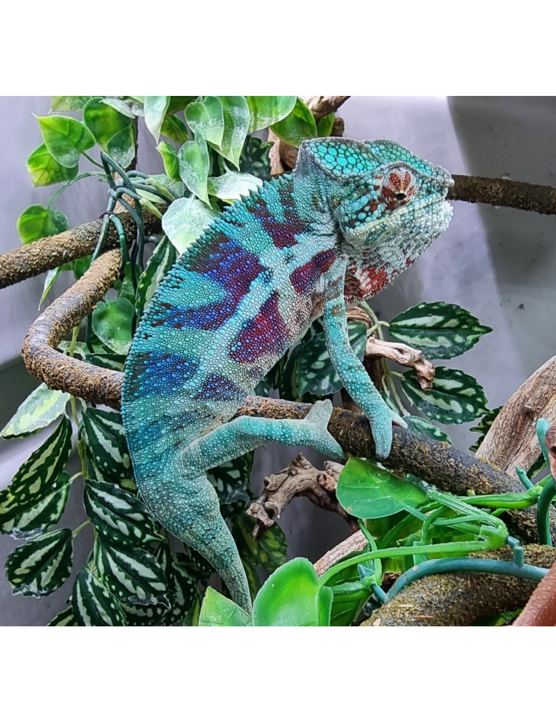 Furcifer Pardalis Djangoa