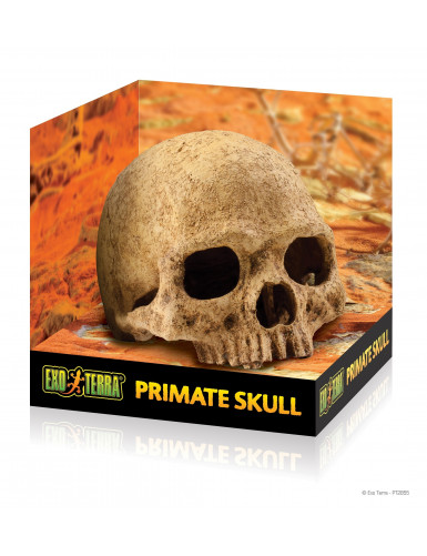 Primate Skull cachette crâne de primate Exo Terra
