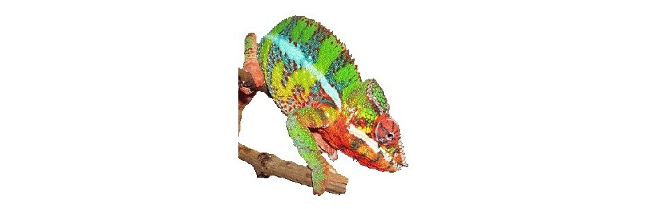 Furcifer Pardalis