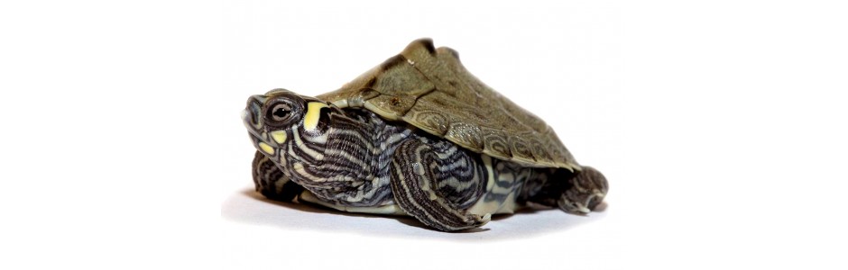 Waterschildpadden in winterslaap