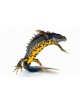 Newt / Salamander