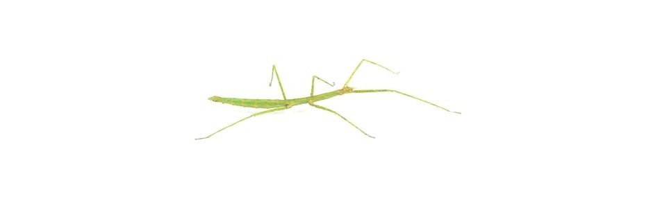 stick insects