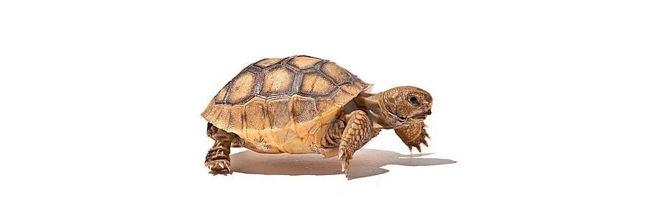 Turtle / tortoise